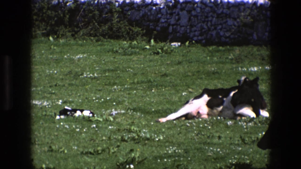 1969 England 8mm frame showing a cow resting in grass near a calf, with white flowers, hedgerow, and stone wall in the background.
