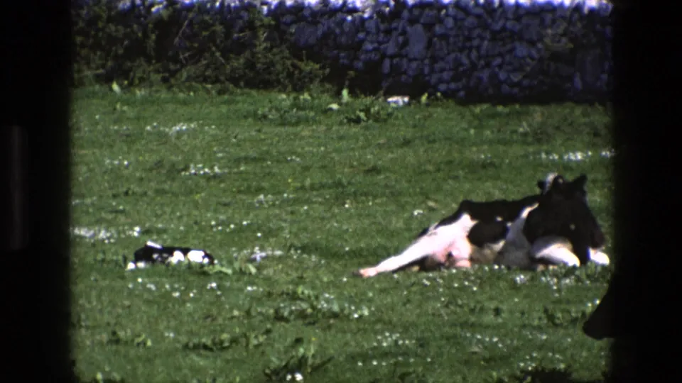1969 England 8mm frame showing a cow resting in grass near a calf, with white flowers, hedgerow, and stone wall in the background.