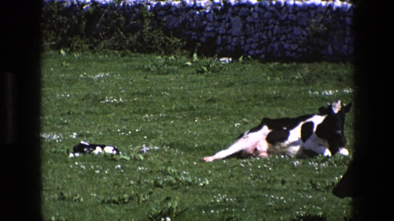 Cow lying on grass near a calf, partly framed by dark vertical film borders.