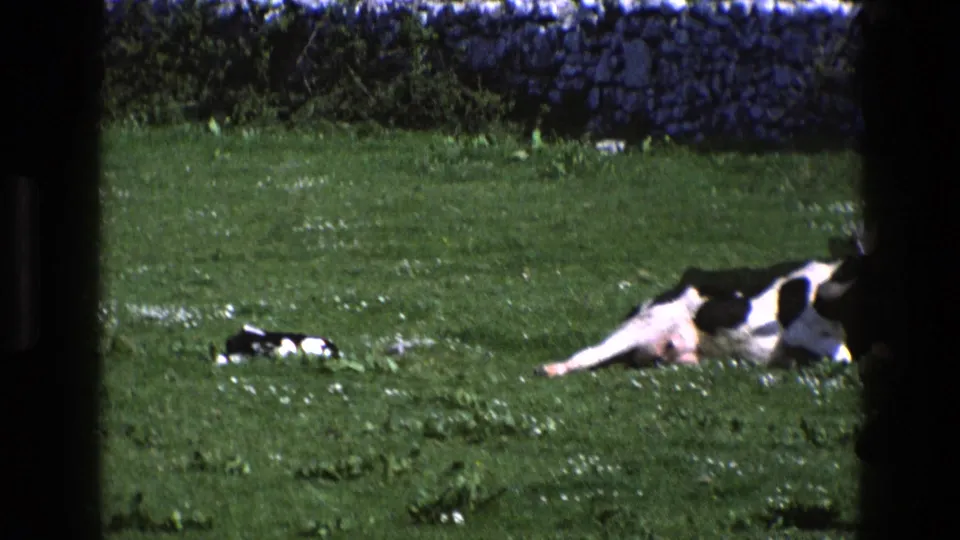1969 England 8mm frame showing the cow partly cropped by the frame edge, with a calf on green pasture below a stone wall.