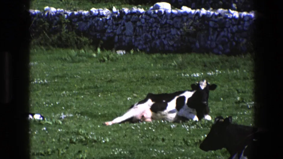 1969 England 8mm frame showing a resting cow in pasture, a calf nearby, and another cow partly entering at the lower right.