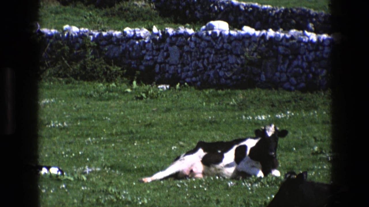 1969 England 8mm frame showing a black-and-white cow resting in grass near a dry-stone wall, with dark film borders.