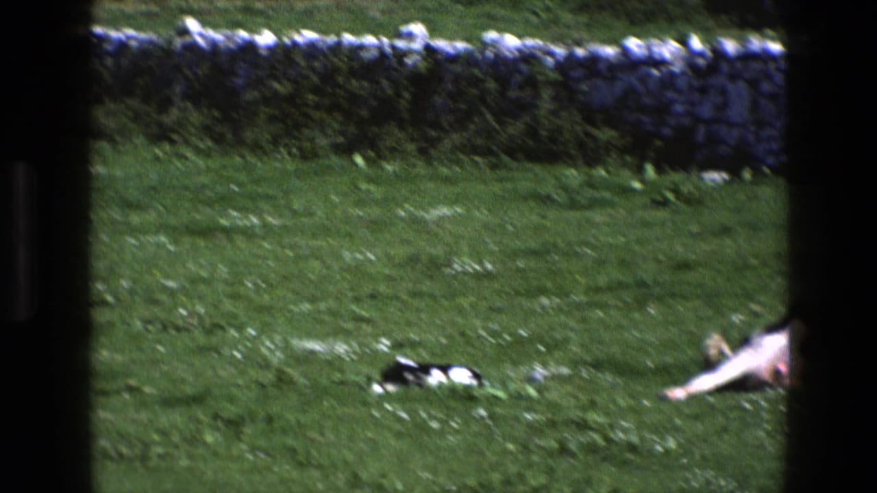 Green field with resting cattle partly visible beside a stone wall.