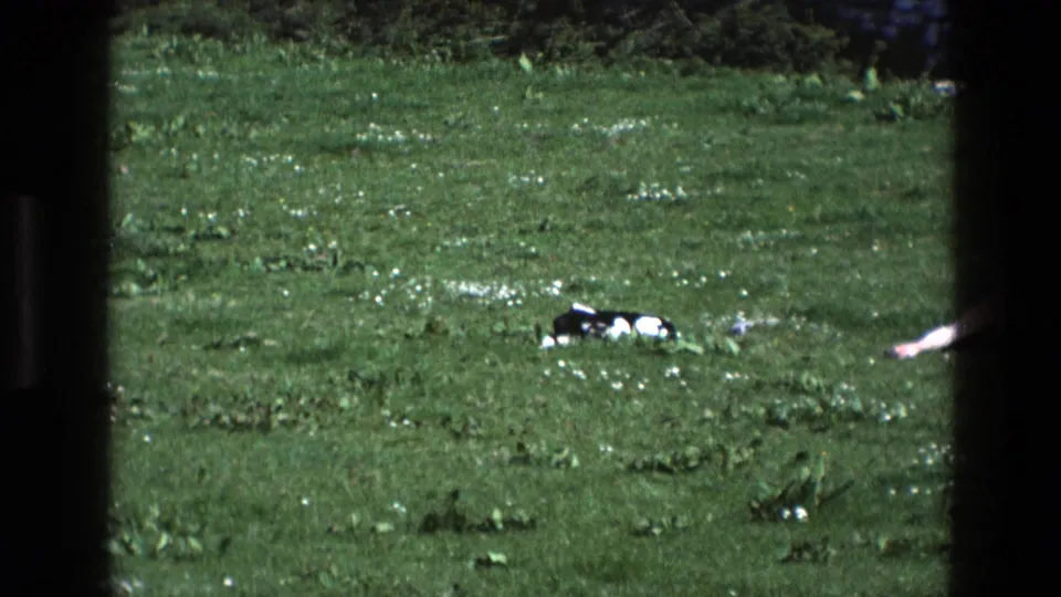 1969 England 8mm frame showing a small calf resting in a green pasture, with another cow partly visible at the edge.
