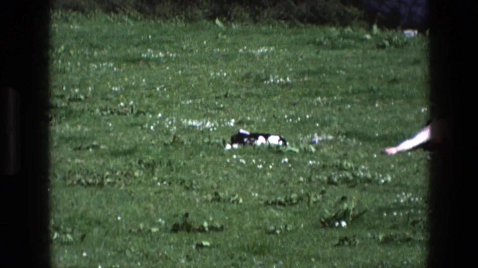 1969 England 8mm frame with a calf lying in the pasture and a larger cow cropped at the right edge of the shot.