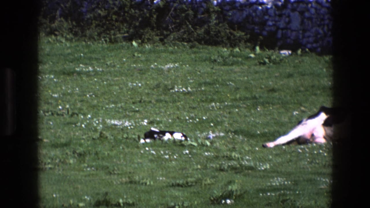Holstein cow lying in green pasture with a small calf nearby and a stone wall behind.