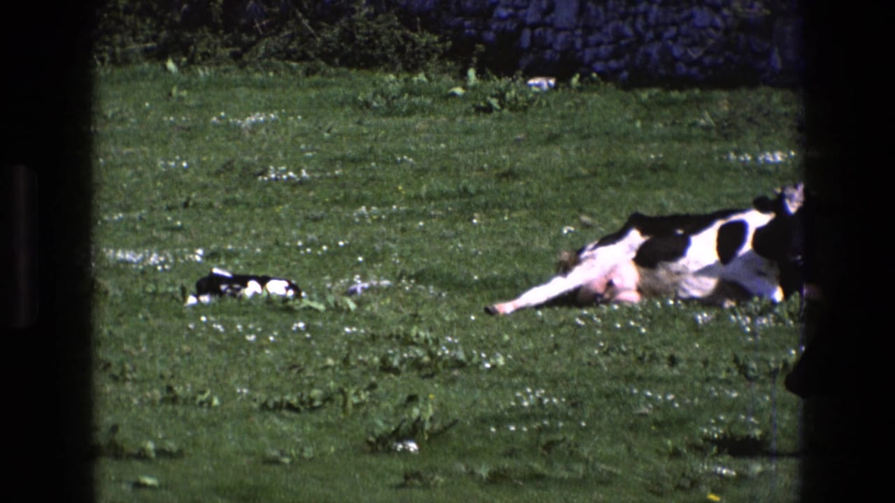 1969 England 8mm frame with a black-and-white cow stretched on pasture and a calf lying closer to the stone wall.