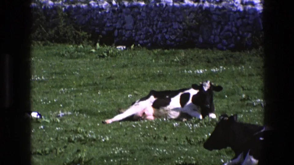 1969 England 8mm frame showing a Holstein cow alert in the pasture, with a partial second cow visible near the bottom edge.