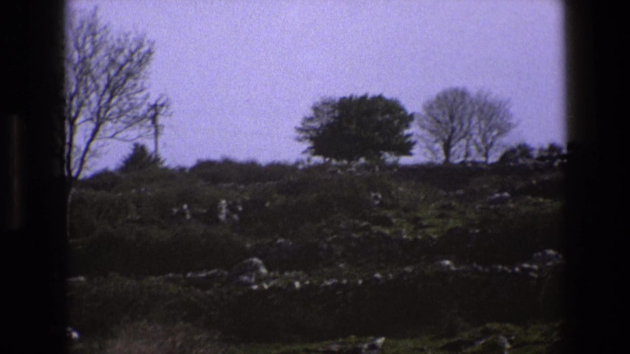 Rural field with trees, rocks, and a distant utility pole.