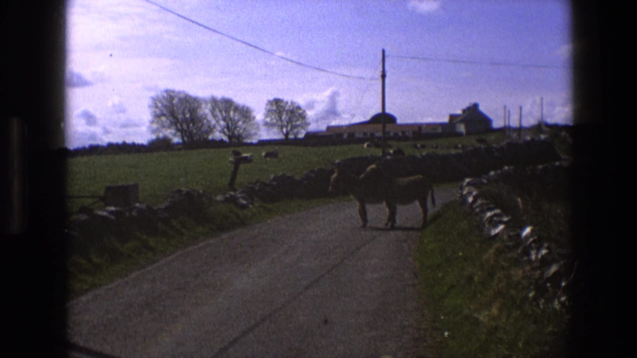 Two donkeys on a country lane with fields, walls, trees, and farm buildings behind them.