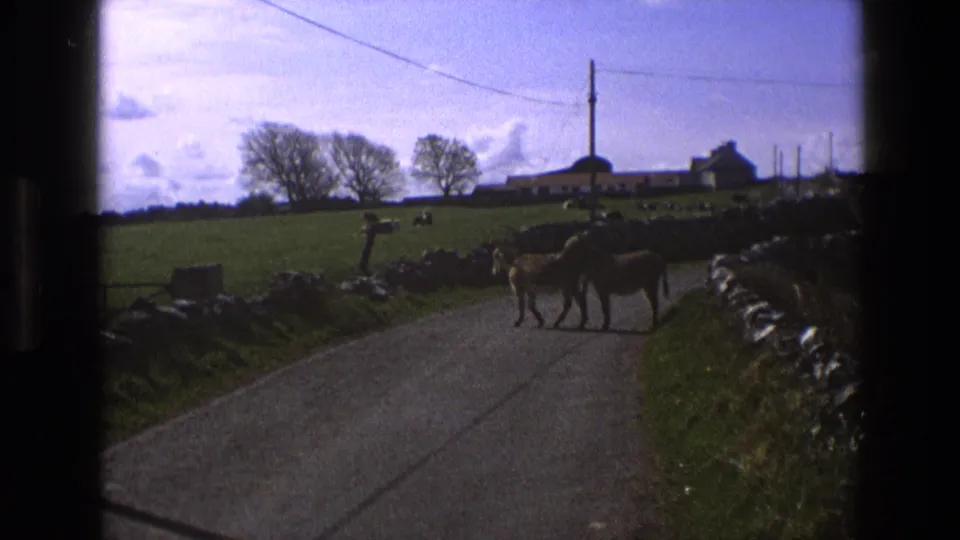 1969 England 8mm still of two donkeys moving across a quiet paved lane with green fields and farm structures in the background.