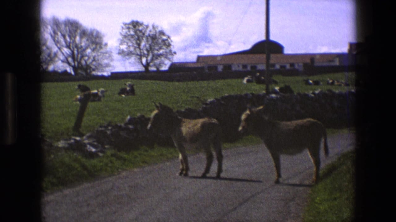 Two donkeys block a paved country lane in 1969 England, with stone walls, cattle, trees, and farm buildings behind them.