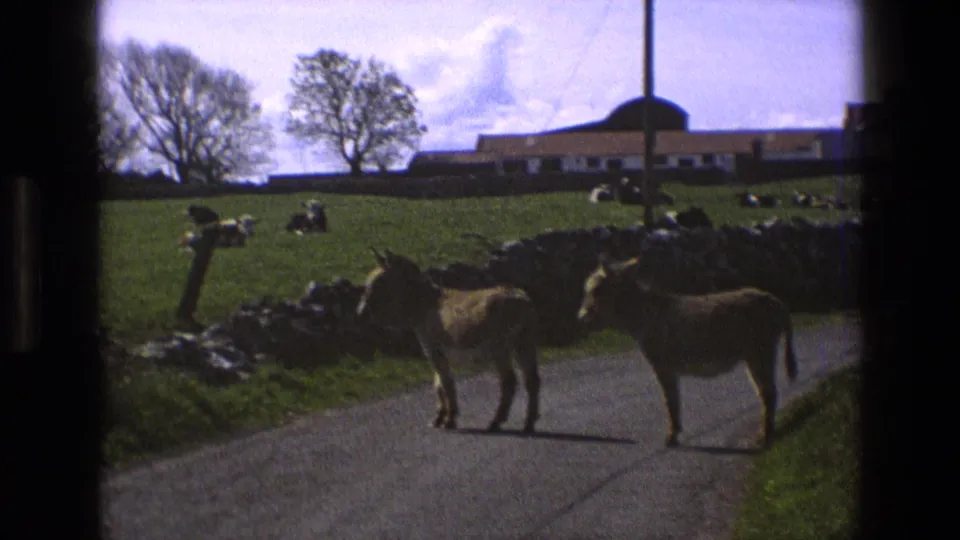 Two donkeys block a paved country lane in 1969 England, with stone walls, cattle, trees, and farm buildings behind them.