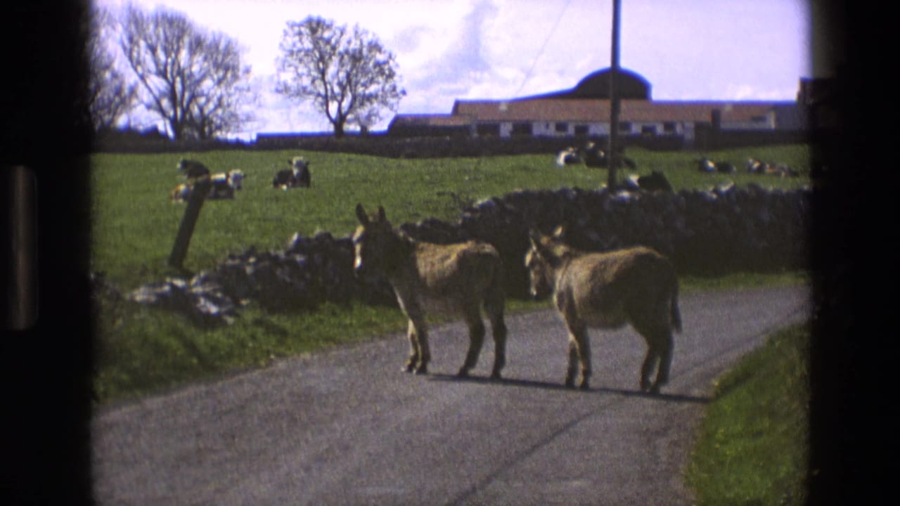 In 1969 England, two donkeys pause on a narrow country road near stone walls, grazing cattle, and a low farm building.