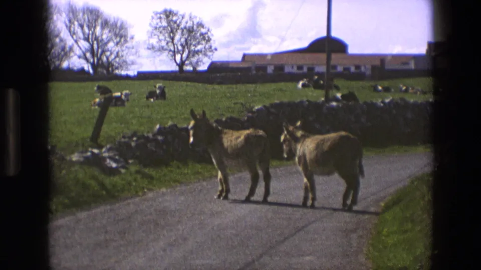 In 1969 England, two donkeys pause on a narrow country road near stone walls, grazing cattle, and a low farm building.
