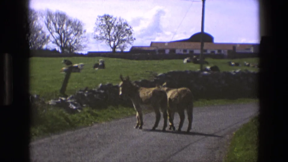 Two donkeys stand close together on a paved lane in 1969 England, with pasture, cattle, and farm structures in the distance.