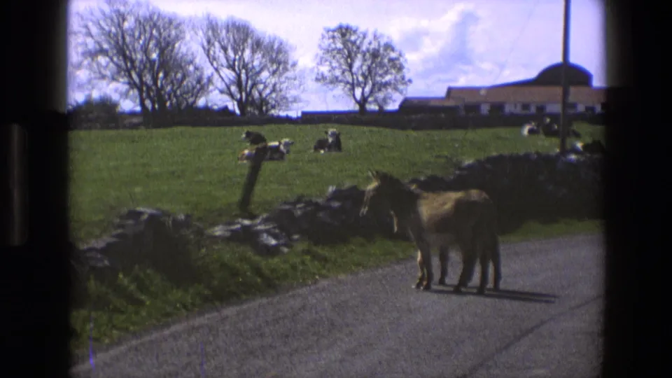 The donkeys shift toward the road edge in this 1969 England home-movie frame, with stone walls, cattle, trees, and farm buildings beyond.