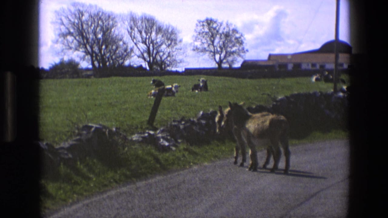 Two donkeys stand on a rural road beside a stone wall and grassy field with cattle beyond.