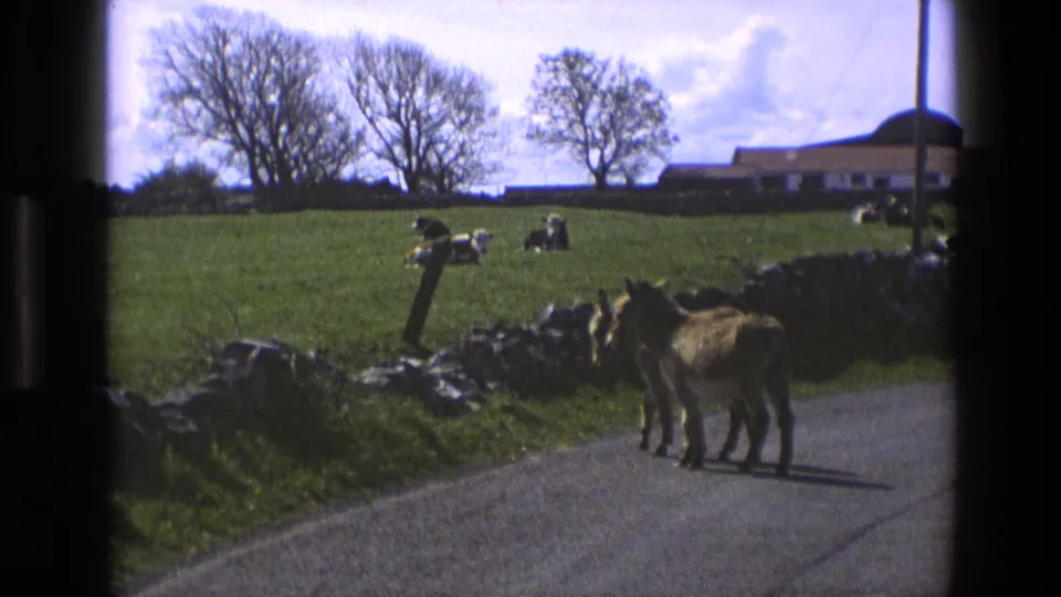 1969 England 8mm frame showing two donkeys on a narrow rural road beside a stone wall, with pasture, cattle, trees, and a farm building beyond.