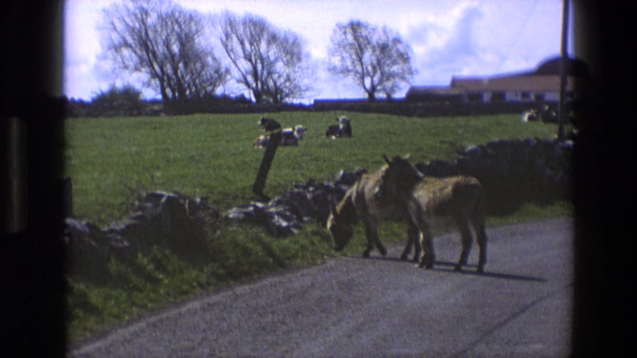 Two donkeys move along the road beside a grassy field, stone wall, cattle, and distant farm building.