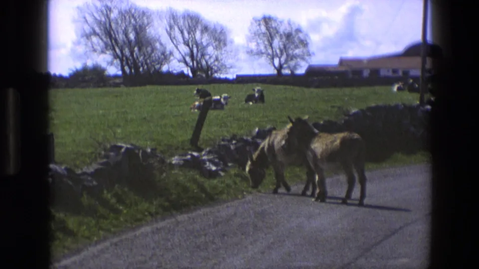 1969 England 8mm frame with two donkeys walking near a stone wall on a rural road, with cows lying in pasture and leafless trees in the background.
