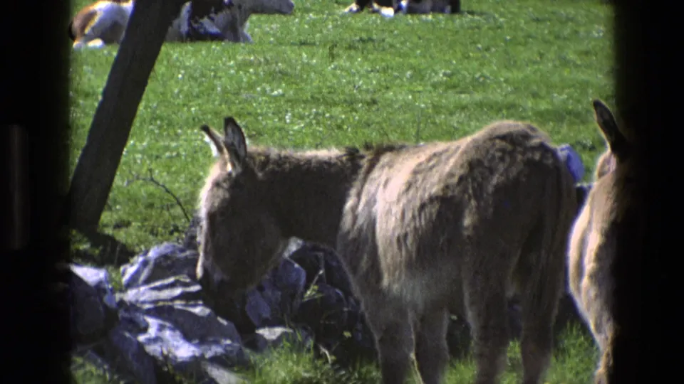 Close 1969 England 8mm view of a donkey near a roadside stone wall, with bright green pasture and cattle partly visible in the background.