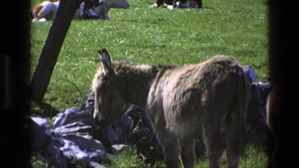 1969 England 8mm frame showing a close roadside donkey beside a stone wall and pasture, with the second donkey partly cropped at the frame edge.