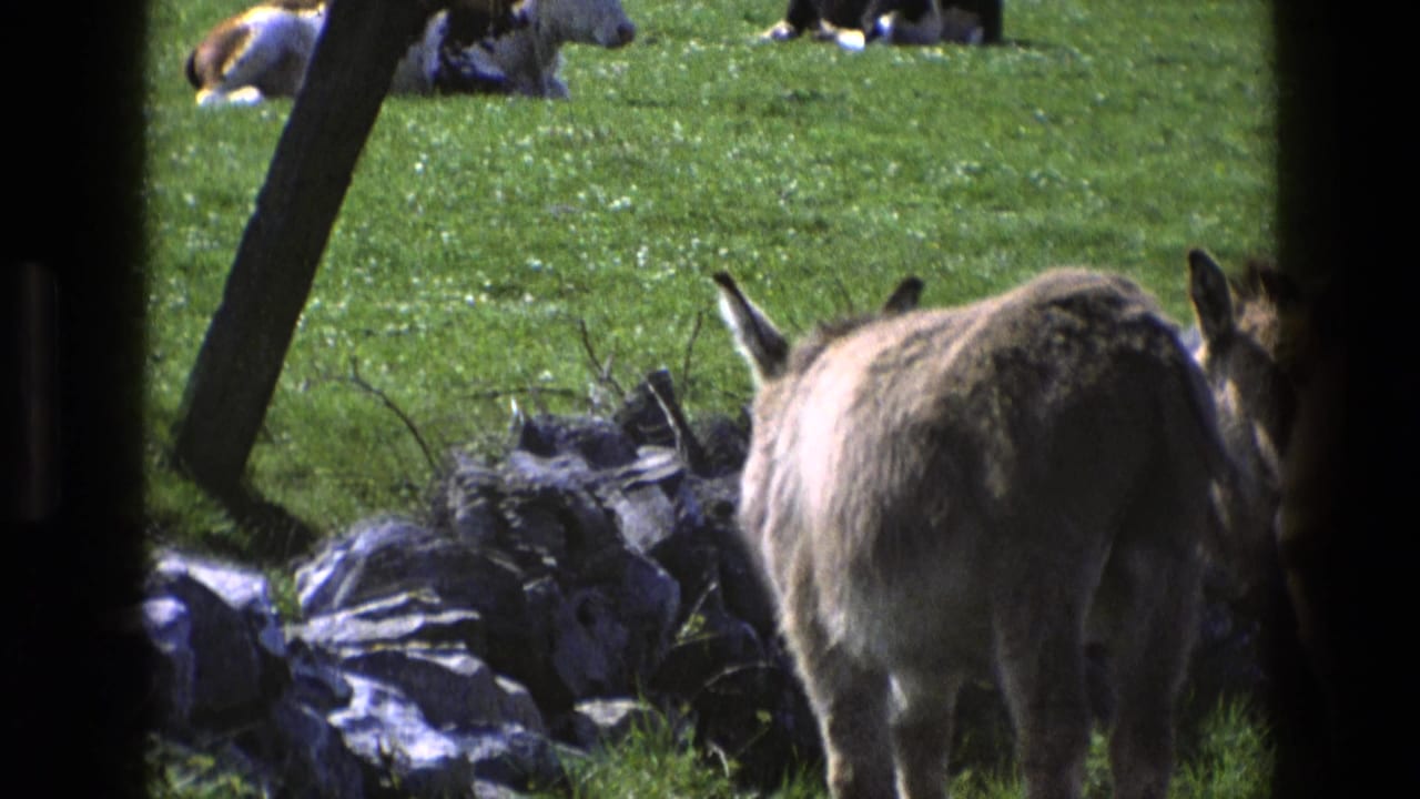 Two donkeys stand in grass near a stone wall, with cattle resting in the background.