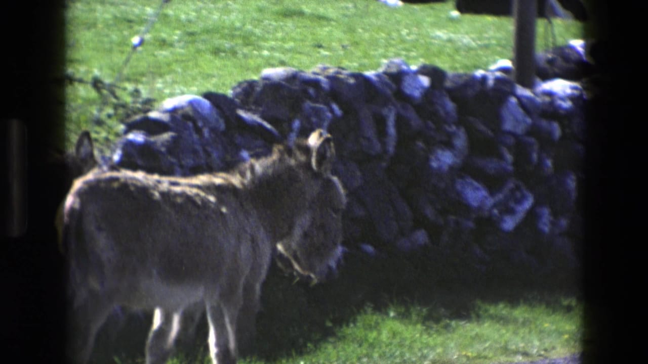 A donkey walks along grass beside a low stone wall in bright sunlight.