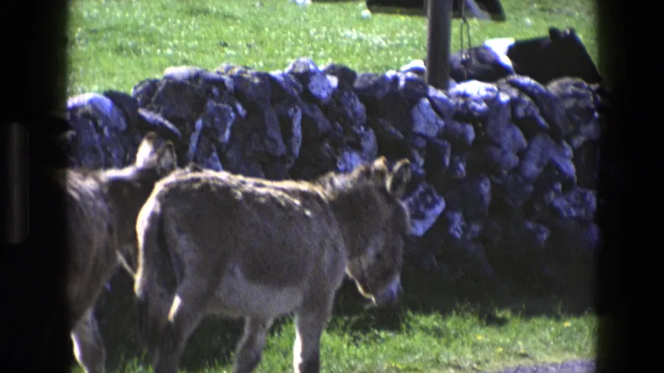 1969 England 8mm frame showing donkeys crossing pasture in front of a rough stone wall.