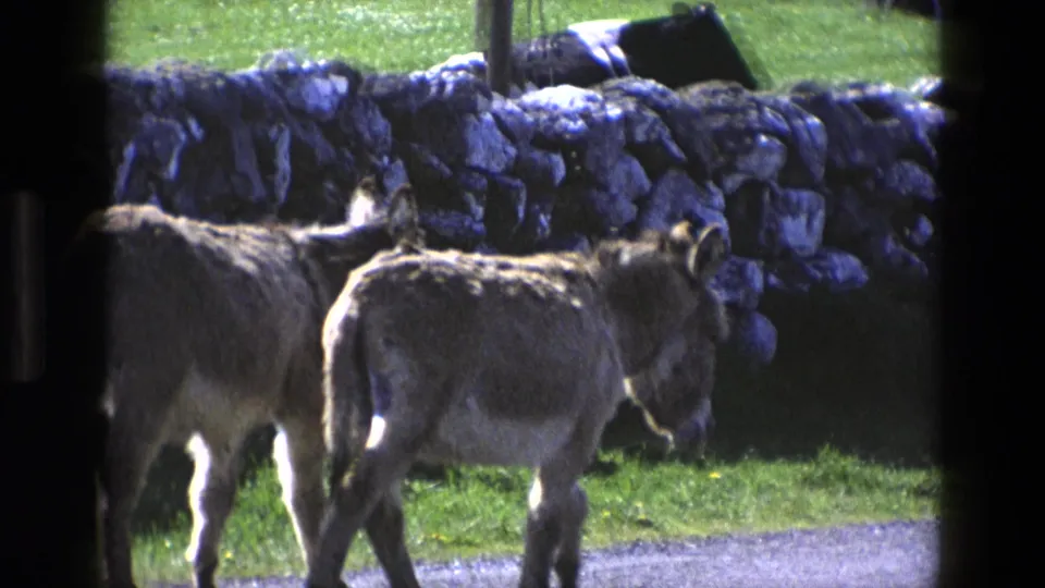 1969 England 8mm frame of two donkeys walking together through a grassy field beside a stone wall.