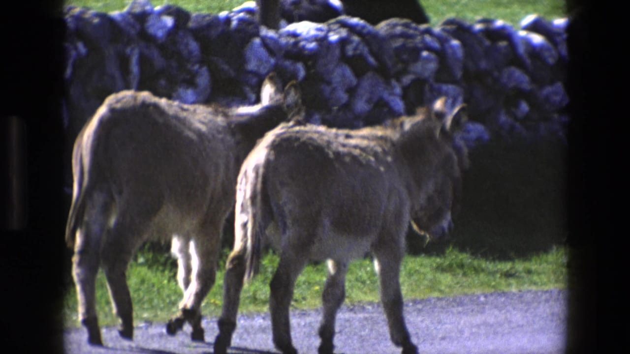 Two donkeys walk away along a rural road beside a stone wall.
