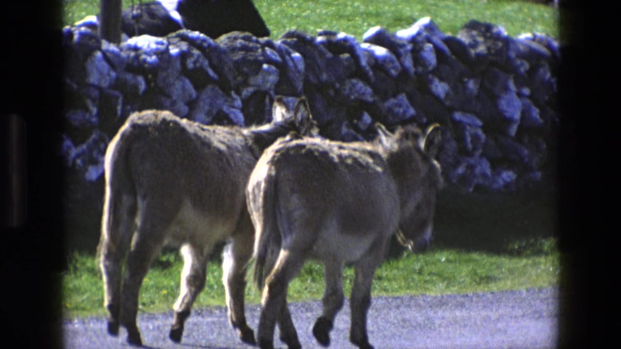 The donkeys continue down the road in rural England, with a dry-stone wall and bright grass behind them.