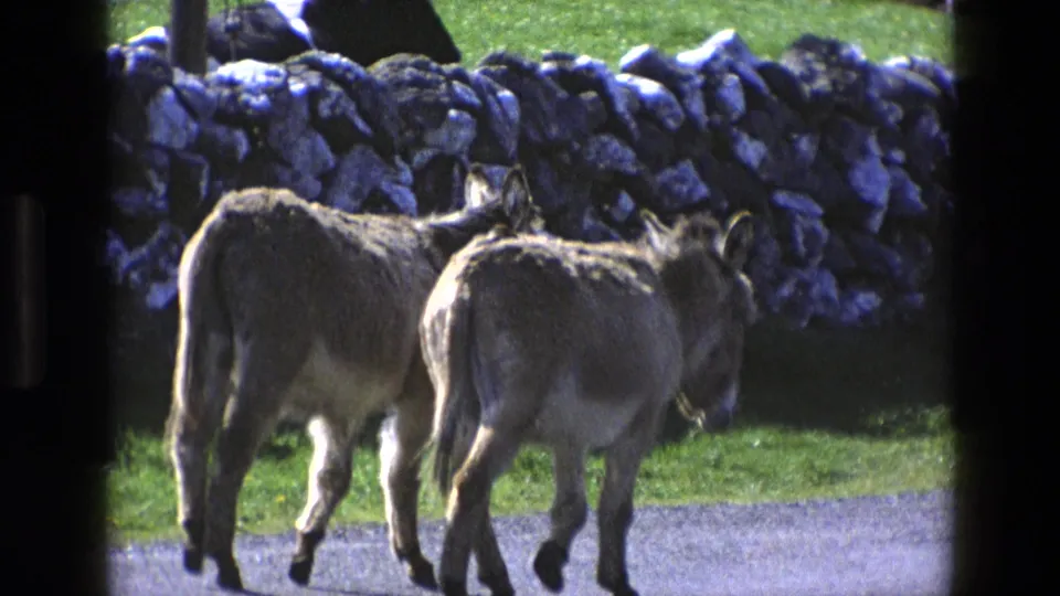 The donkeys continue down the road in rural England, with a dry-stone wall and bright grass behind them.