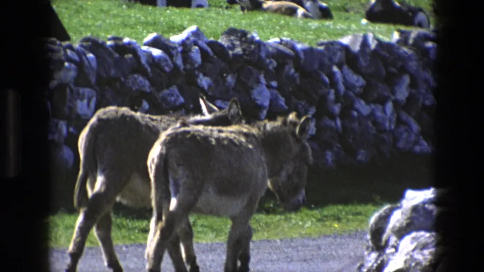 Two donkeys are seen from behind near a rural stone wall, with grass and road visible in the 8mm frame.