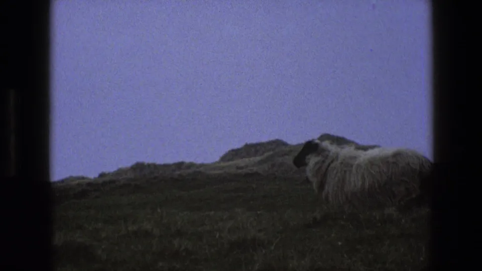 1969 England 8mm frame of a woolly sheep on rough grass with low hills in the background.