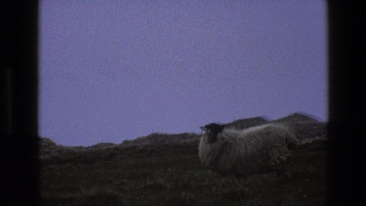 Black-faced sheep standing on a dark grassy hillside beneath a muted sky.