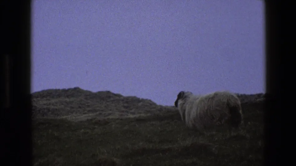 A black-faced sheep crosses the lower part of a grassy English hillside in the 1969 8mm footage.