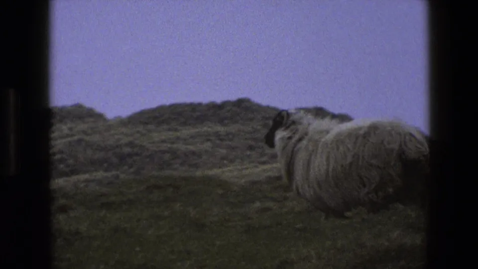 A closer 8mm view shows the woolly sheep on the hillside, with rocky ground rising behind it.