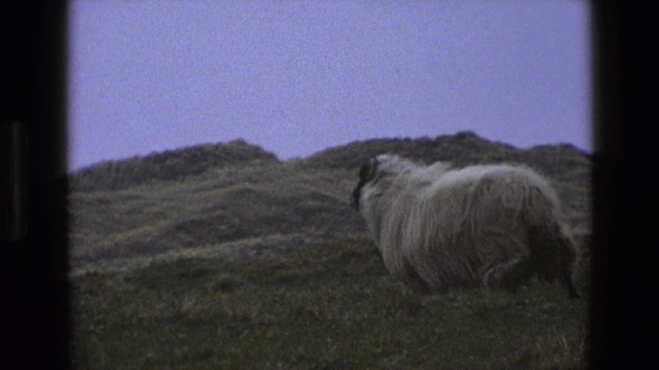 Woolly dark-faced sheep on a grassy hillside under a muted sky.