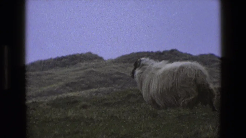 A woolly dark-faced sheep stands on an English grassy hillside in 1969 8mm home-movie footage, partly framed by dark borders.