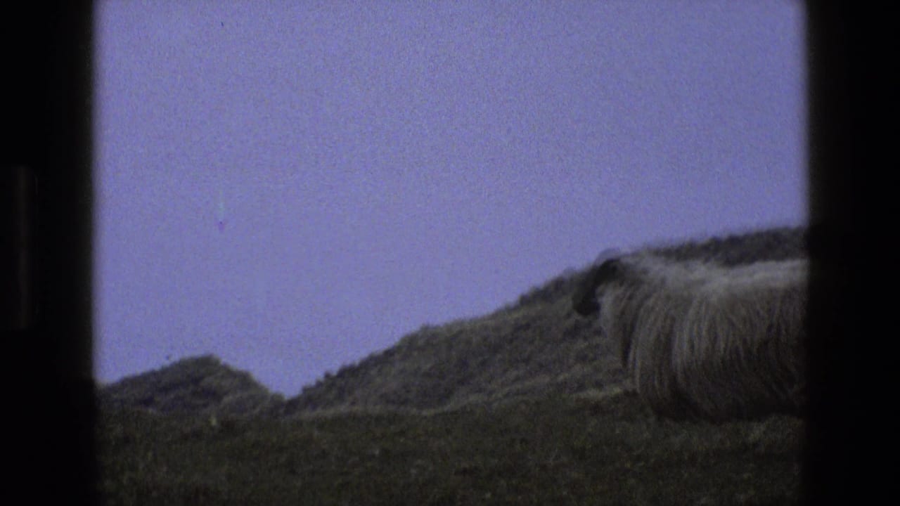 The sheep moves toward the right edge of the English hillside view, with dark 8mm frame bars visible around the scene.