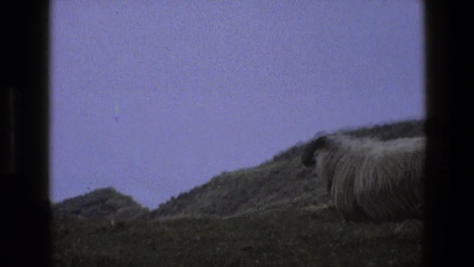 The sheep moves toward the right edge of the English hillside view, with dark 8mm frame bars visible around the scene.