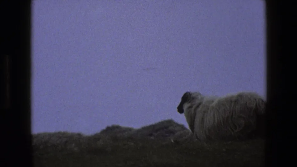 A dark-faced woolly sheep crosses the lower part of the English hillside frame, recorded in soft 1969 8mm color.