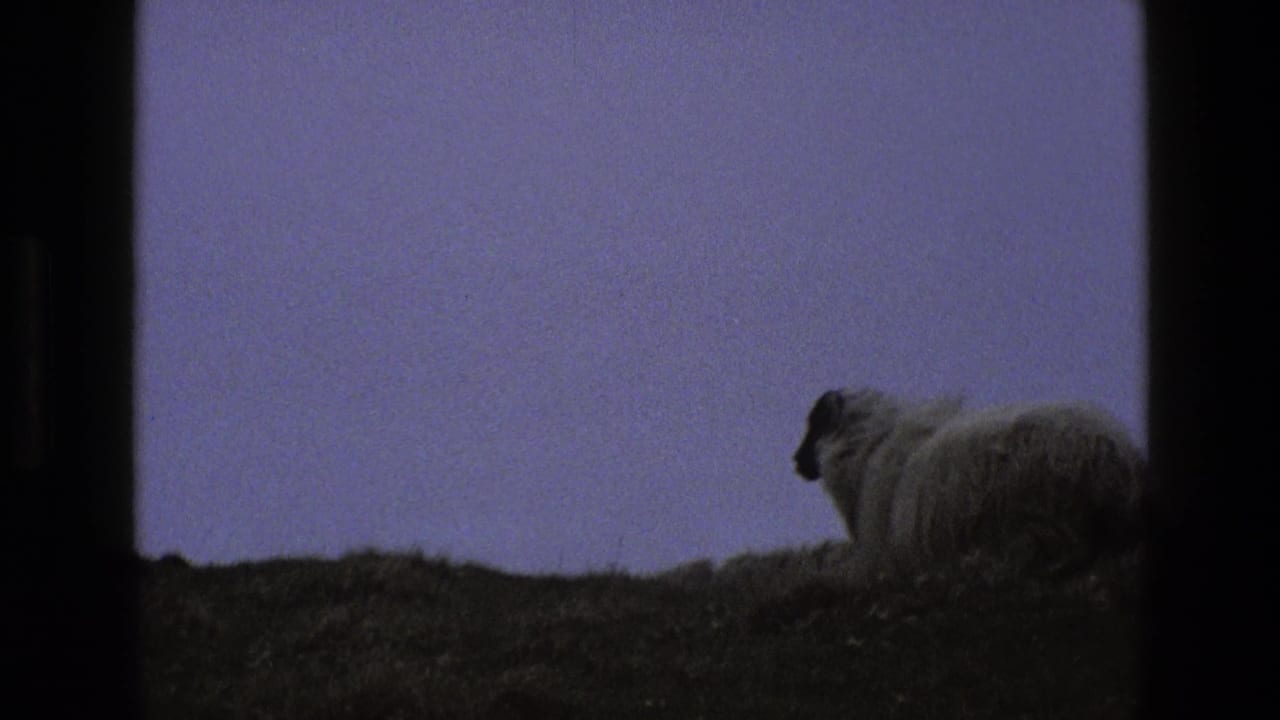 A woolly dark-faced sheep stands on a grassy ridge beneath a purple dusk sky.
