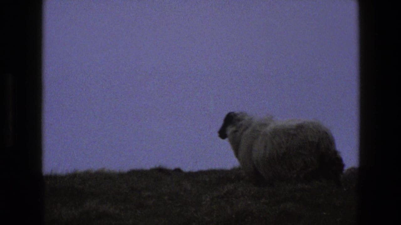A large woolly sheep remains on the ridge, seen in profile against the twilight sky.