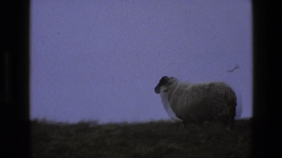 1969 England 8mm still showing the sheep near the lower edge of a grassy hillside, with soft focus and dark frame borders.