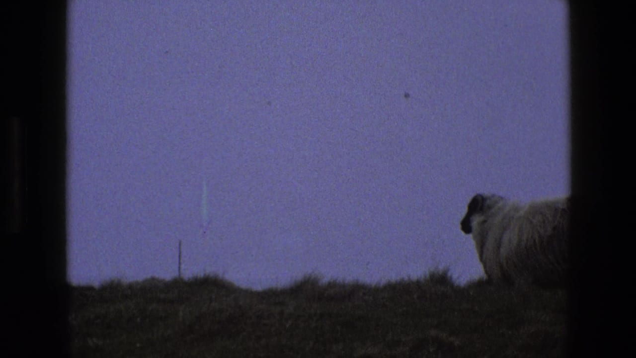 A lone white sheep stands on a grassy ridge beneath a dark blue-purple sky.