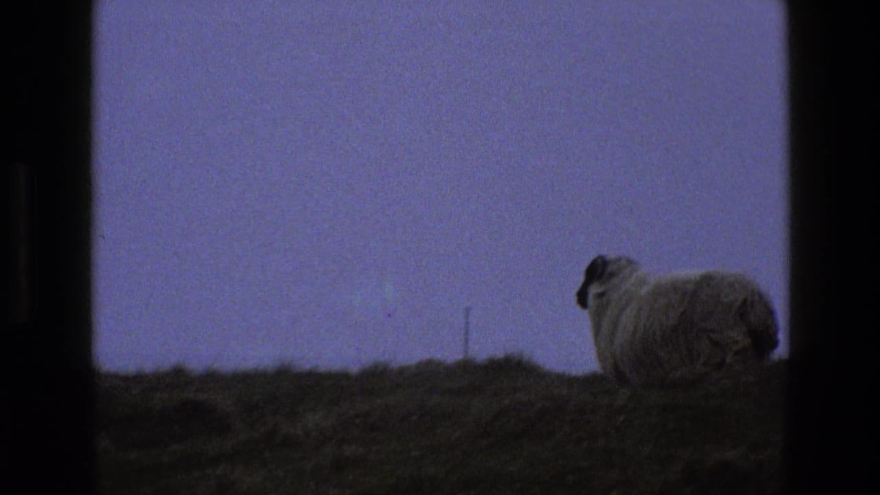 A sheep stands near the right side of a grassy ridge against a dim sky.