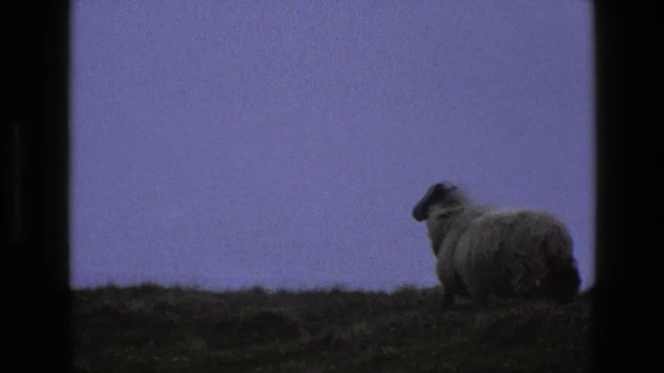The sheep appears lower and partly crouched on the English hillside, with the dusk sky filling most of the frame.